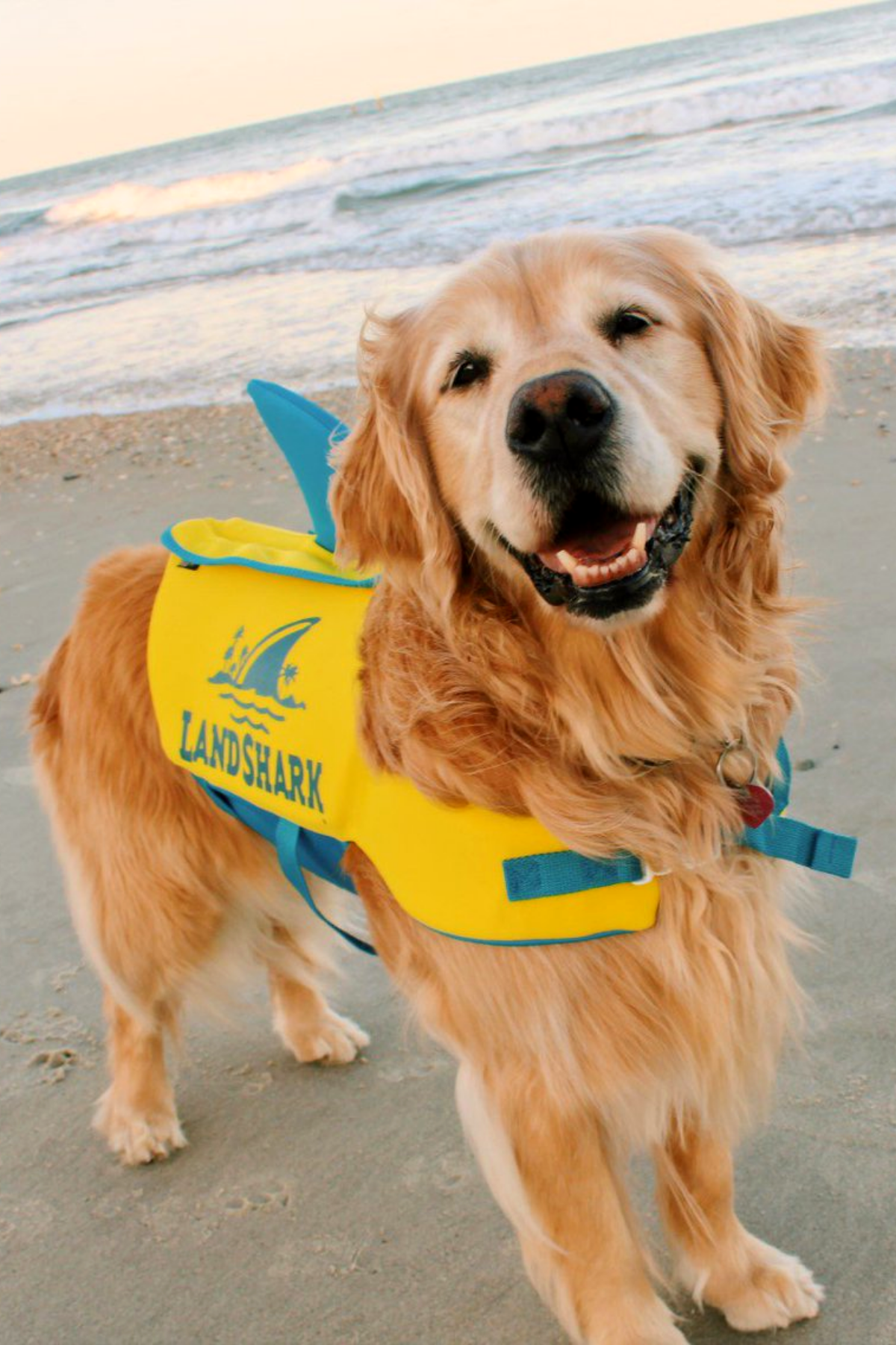 LandShark Pet Vest - Cottage Toys Canada - Peterborough - Ontario - Canada