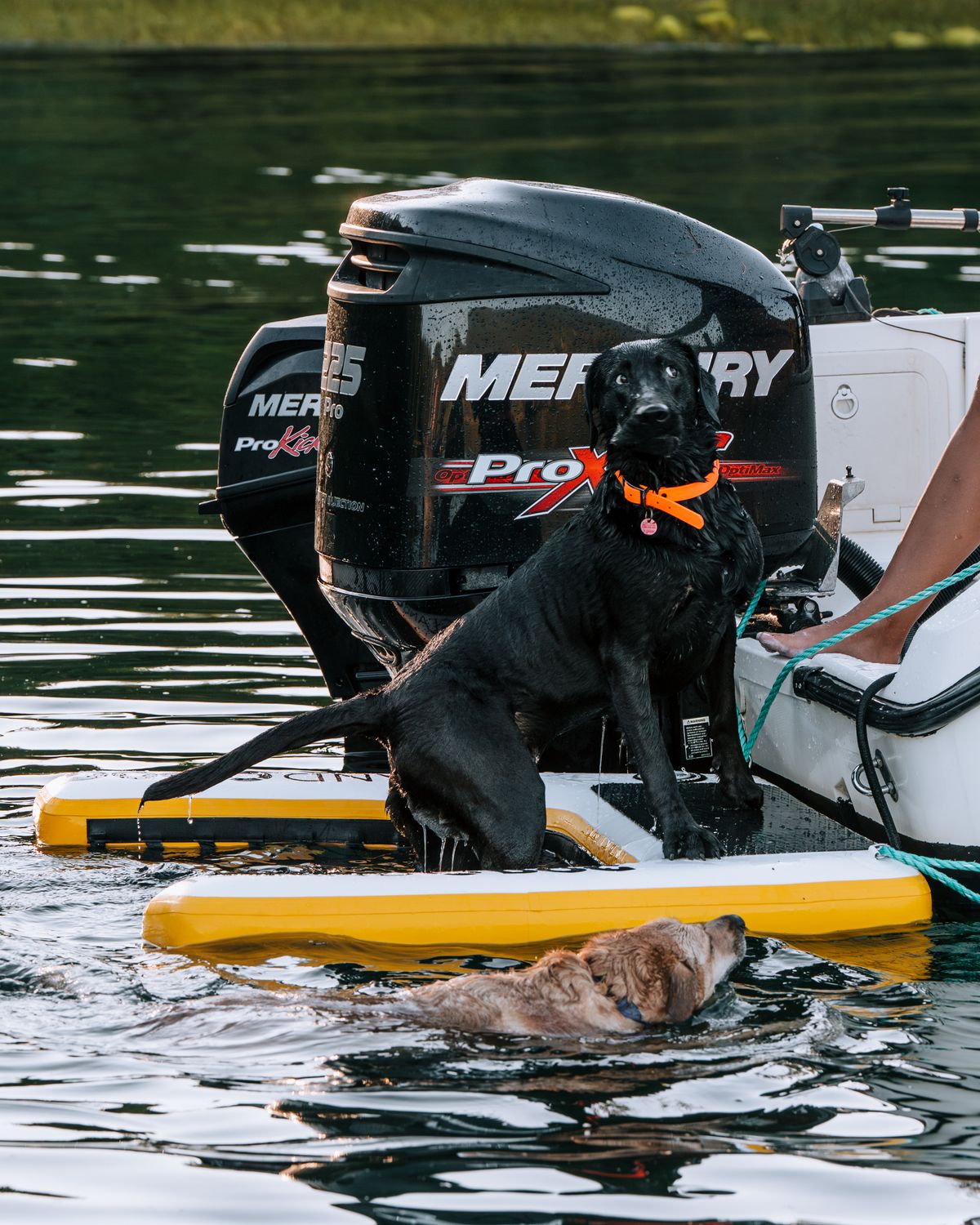 INFLATABLE ISLAND DOG RAMP